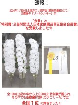 全国洋ラン品評会にて金賞・特別賞を受賞しました！