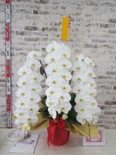 【開店祝い】素晴らしい！   優れた美しさに加えて貴農園からの真心も伝わり大変満足しています。