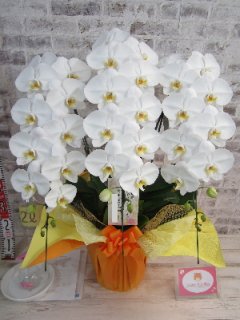 【開店50周年のお祝い】ご丁寧に写真も送っていただき、とても立派なお花できっと先方も喜んで頂けると思います。