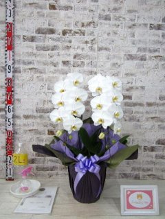 【お供え】お花の育て方のパンフレットや霧吹きなど同梱されており、 親切なお店から届けてもらえて良かったと感謝してました。