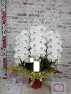 【米寿のお祝い】先方から見事な胡蝶蘭で、クリニック利用者に楽しんでもらえる、とお礼の連絡がありました。