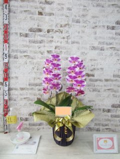 【お誕生日・喜寿のお祝いとして】素敵な喜寿のお祝いになりました！