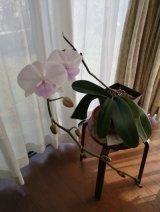 二度咲きの部屋を更新しました！