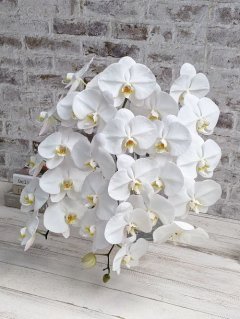 【ご法要】立派な胡蝶蘭でお寺の奥様も「まあ立派な・・・・」とお褒め頂きました。