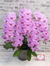 画像6: 【※大型送料3,800円】☆艶やかなピンク☆スタンダード＊姫葵(ヒメアオイ)大輪＊(５本立) ７つの特典付き！〈約高さ９０ｃｍ、横幅８０ｃｍ、奥行き５０ｃｍ〉55輪以上  (6)