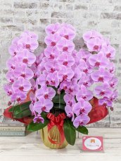 画像1: 【※大型送料3,800円】☆艶やかなピンク☆スタンダード＊姫葵(ヒメアオイ)大輪＊(５本立) ７つの特典付き！〈約高さ９０ｃｍ、横幅８０ｃｍ、奥行き５０ｃｍ〉55輪以上  (1)