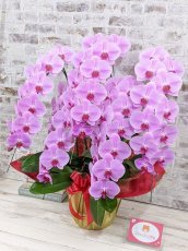 画像2: 【※大型送料3,800円】☆艶やかなピンク☆スタンダード＊姫葵(ヒメアオイ)大輪＊(５本立) ７つの特典付き！〈約高さ９０ｃｍ、横幅８０ｃｍ、奥行き５０ｃｍ〉55輪以上  (2)