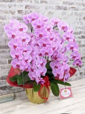 画像3: 【※大型送料3,800円】☆艶やかなピンク☆スタンダード＊姫葵(ヒメアオイ)大輪＊(５本立) ７つの特典付き！〈約高さ９０ｃｍ、横幅８０ｃｍ、奥行き５０ｃｍ〉55輪以上  (3)
