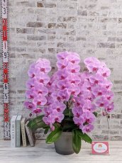 画像5: 【※大型送料3,800円】☆艶やかなピンク☆スタンダード＊姫葵(ヒメアオイ)大輪＊(５本立) ７つの特典付き！〈約高さ９０ｃｍ、横幅８０ｃｍ、奥行き５０ｃｍ〉55輪以上  (5)