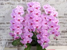 画像4: 【※大型送料3,800円】☆艶やかなピンク☆スタンダード＊姫葵(ヒメアオイ)大輪＊(５本立) ７つの特典付き！〈約高さ９０ｃｍ、横幅８０ｃｍ、奥行き５０ｃｍ〉55輪以上  (4)