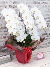 画像3: 【※大型送料3,800円】【レギュラー　鳴滝清流胡蝶蘭（なるたきせいりゅうこちょうらん）　５本立て】＊白＊（大輪）＜７つの特典付き！＞〈約高さ９５ｃｍ、横幅７５ｃｍ、奥行き５０ｃｍ〉50輪以上 (3)