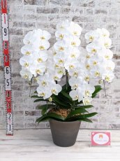 画像6: 【※大型送料3,800円】【レギュラー　鳴滝清流胡蝶蘭（なるたきせいりゅうこちょうらん）　５本立て】＊白＊（大輪）＜７つの特典付き！＞〈約高さ９５ｃｍ、横幅７５ｃｍ、奥行き５０ｃｍ〉50輪以上 (6)