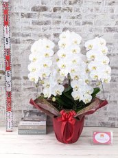 画像5: 【※大型送料3,800円】【レギュラー　鳴滝清流胡蝶蘭（なるたきせいりゅうこちょうらん）　５本立て】＊白＊（大輪）＜７つの特典付き！＞〈約高さ９５ｃｍ、横幅７５ｃｍ、奥行き５０ｃｍ〉50輪以上 (5)