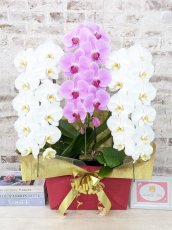 画像1: 【☆新機能☆ＢＯＸ胡蝶蘭】　紅白胡蝶蘭　『白銀』　(白赤白)　３本立て＊白・ピンク＊（大輪）＜７つの特典付き！＞〈約高さ９０ｃｍ、横幅５５ｃｍ、奥行き４０ｃｍ〉33輪以上 (1)