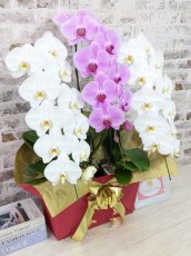 画像3: 【☆新機能☆ＢＯＸ胡蝶蘭】　紅白胡蝶蘭　『白銀』　(白赤白)　３本立て＊白・ピンク＊（大輪）＜７つの特典付き！＞〈約高さ９０ｃｍ、横幅５５ｃｍ、奥行き４０ｃｍ〉33輪以上 (3)