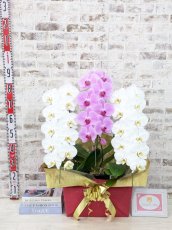 画像5: 【☆新機能☆ＢＯＸ胡蝶蘭】　紅白胡蝶蘭　『白銀』　(白赤白)　３本立て＊白・ピンク＊（大輪）＜７つの特典付き！＞〈約高さ９０ｃｍ、横幅５５ｃｍ、奥行き４０ｃｍ〉33輪以上 (5)