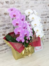 画像2: 【☆新機能☆ＢＯＸ胡蝶蘭】　ピンク大輪　×乙姫（薄ピンクミディ）×　白大輪＊　３本立て＊ピンク・薄ピンク・白＜７つの特典付き！＞〈約高さ９０ｃｍ、横幅５０ｃｍ、奥行き４０ｃｍ〉 (2)