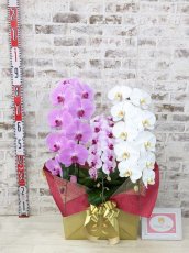 画像5: 【☆新機能☆ＢＯＸ胡蝶蘭】　ピンク大輪　×乙姫（薄ピンクミディ）×　白大輪＊　３本立て＊ピンク・薄ピンク・白＜７つの特典付き！＞〈約高さ９０ｃｍ、横幅５０ｃｍ、奥行き４０ｃｍ〉 (5)