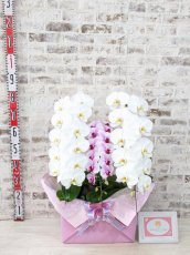 画像5: 【☆新機能☆ＢＯＸ胡蝶蘭】　白大輪　×乙姫（薄ピンクミディ）×　白大輪＊　３本立て＊白・薄ピンク・白＜７つの特典付き！＞〈約高さ９０ｃｍ、横幅５０ｃｍ、奥行き４０ｃｍ〉 (5)