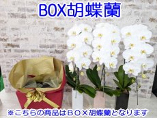 画像6: 【☆新機能☆ＢＯＸ胡蝶蘭】　姫葵(ヒメアオイ)大輪＊ピンク＊（３本立）＊（大輪）＜７つの特典付き！＞〈約高さ９０ｃｍ、横幅５５ｃｍ、奥行き４０ｃｍ〉33輪以上 (6)
