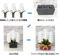 画像7: 【☆新機能☆ＢＯＸ胡蝶蘭】　乙姫(薄ピンクミディ)＊（２本立）＜７つの特典付き！＞〈約高さ６５ｃｍ、横幅３０ｃｍ、奥行き４５ｃｍ〉 (7)