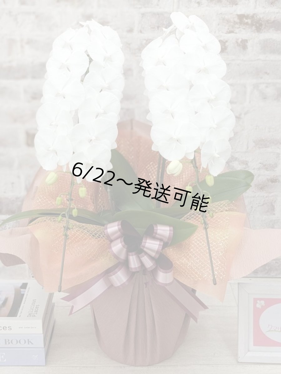 画像1: 【全国洋ラン品評会受賞品種】ミディ系ホワイト胡蝶蘭！『リトルシルキー』＊２本立＊＜７つの特典付き！＞〈約高さ６５ｃｍ、横幅４０ｃｍ、奥行き４５ｃｍ〉３８輪以上 (1)