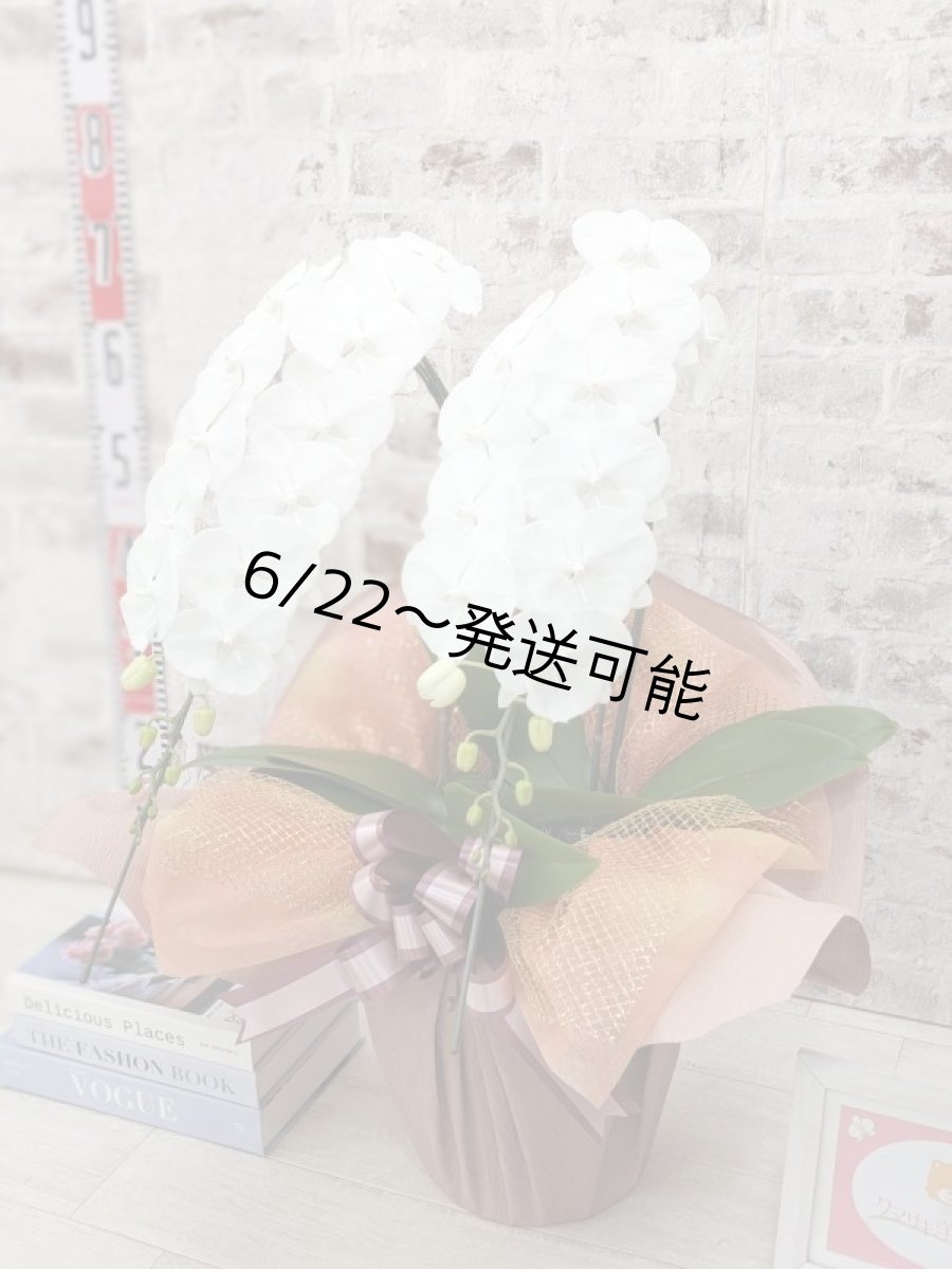 画像2: 【全国洋ラン品評会受賞品種】ミディ系ホワイト胡蝶蘭！『リトルシルキー』＊２本立＊＜７つの特典付き！＞〈約高さ６５ｃｍ、横幅４０ｃｍ、奥行き４５ｃｍ〉３８輪以上 (2)