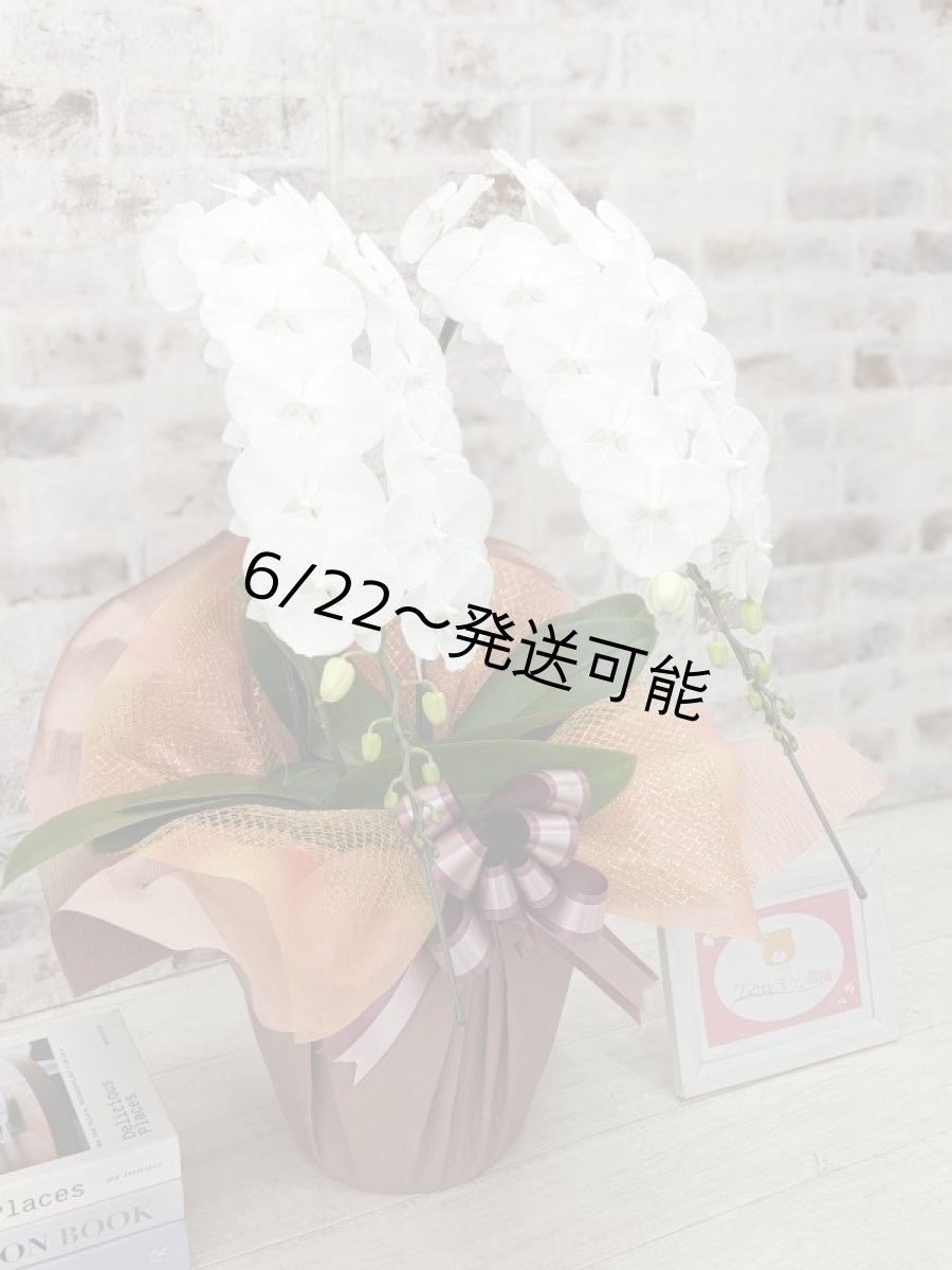 画像3: 【全国洋ラン品評会受賞品種】ミディ系ホワイト胡蝶蘭！『リトルシルキー』＊２本立＊＜７つの特典付き！＞〈約高さ６５ｃｍ、横幅４０ｃｍ、奥行き４５ｃｍ〉３８輪以上 (3)