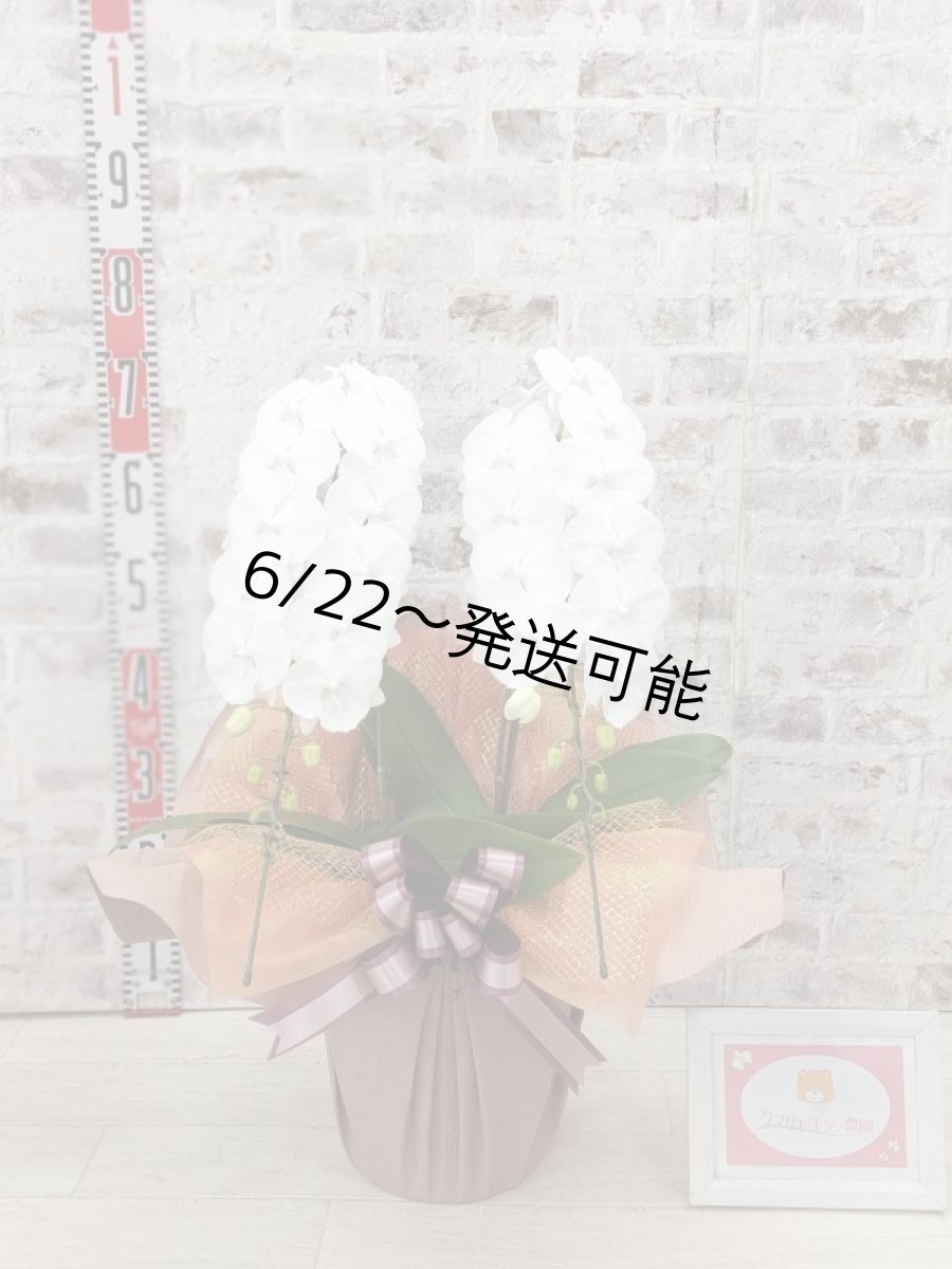画像5: 【全国洋ラン品評会受賞品種】ミディ系ホワイト胡蝶蘭！『リトルシルキー』＊２本立＊＜７つの特典付き！＞〈約高さ６５ｃｍ、横幅４０ｃｍ、奥行き４５ｃｍ〉３８輪以上 (5)
