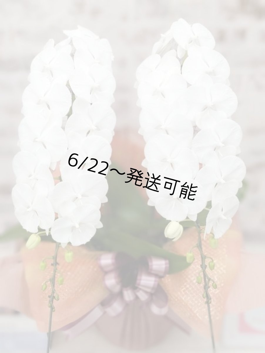 画像4: 【全国洋ラン品評会受賞品種】ミディ系ホワイト胡蝶蘭！『リトルシルキー』＊２本立＊＜７つの特典付き！＞〈約高さ６５ｃｍ、横幅４０ｃｍ、奥行き４５ｃｍ〉３８輪以上 (4)