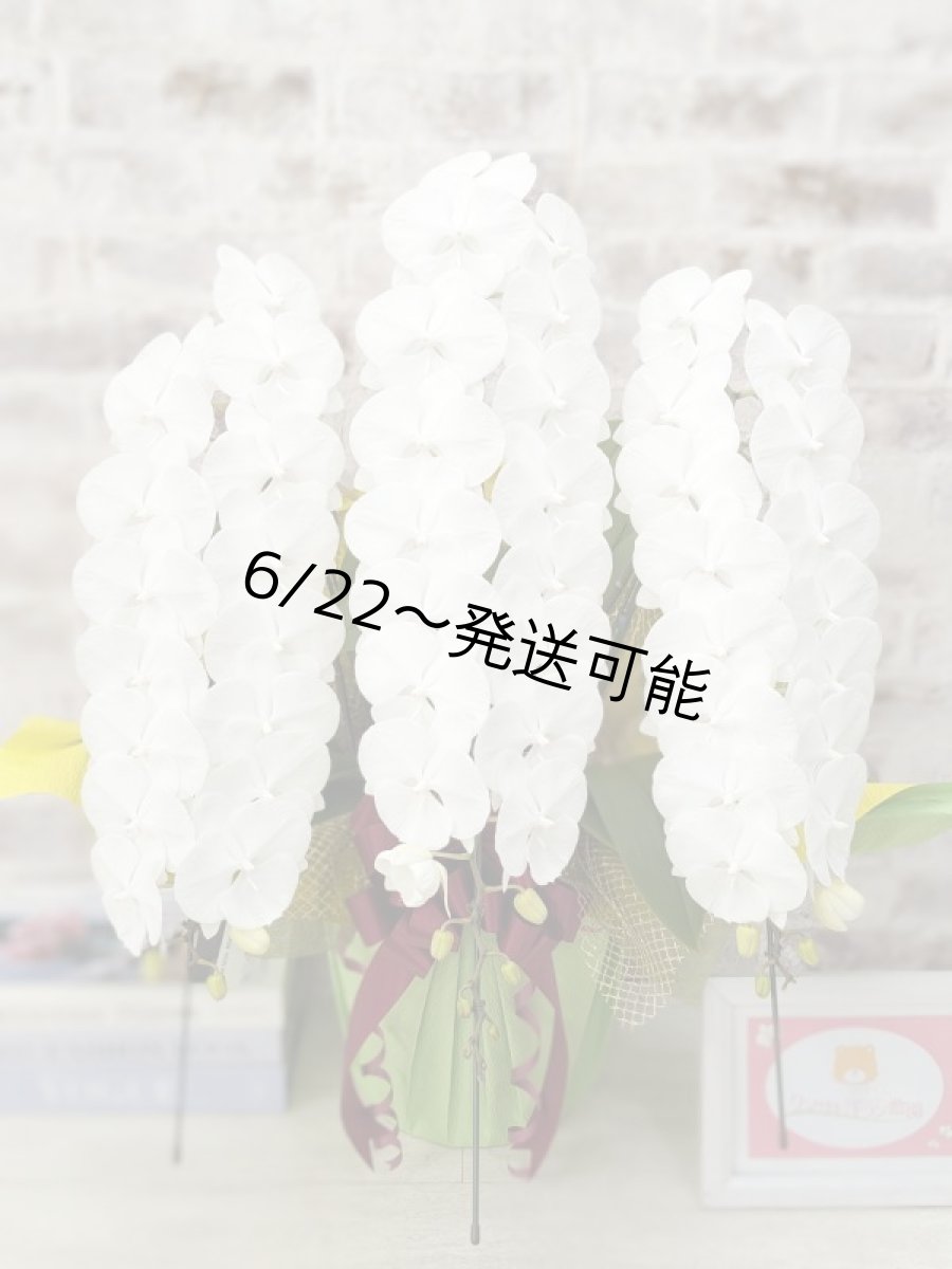 画像1: 【全国洋ラン品評会受賞品種】ミディ系ホワイト胡蝶蘭！『リトルシルキー』＊３本立＊＜７つの特典付き！＞〈約高さ７５ｃｍ、横幅５０ｃｍ、奥行き５０ｃｍ〉５５輪以上 (1)