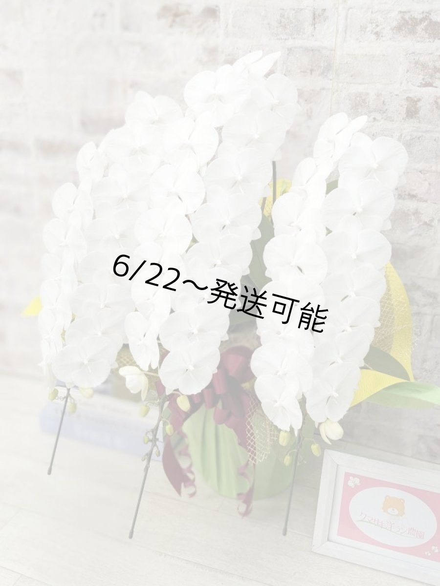 画像2: 【全国洋ラン品評会受賞品種】ミディ系ホワイト胡蝶蘭！『リトルシルキー』＊３本立＊＜７つの特典付き！＞〈約高さ７５ｃｍ、横幅５０ｃｍ、奥行き５０ｃｍ〉５５輪以上 (2)