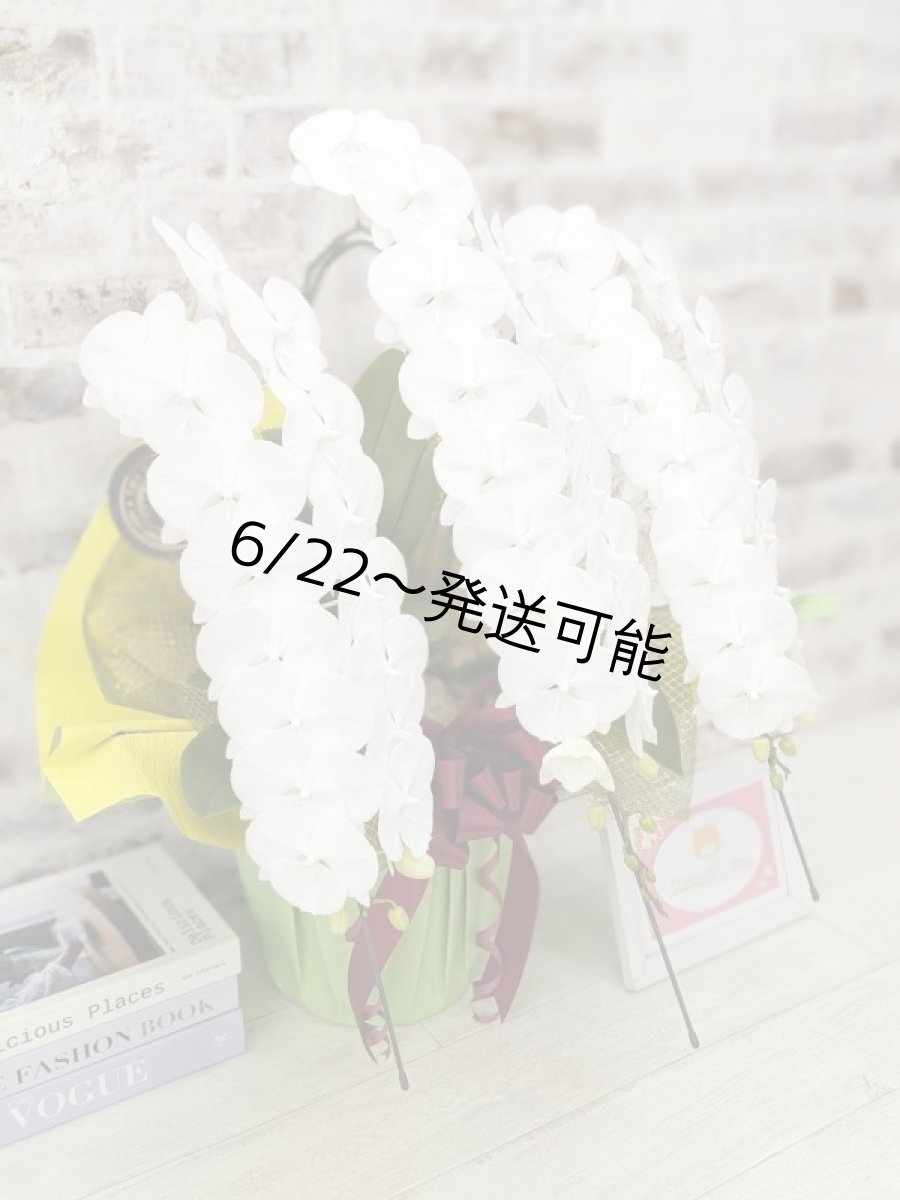画像3: 【全国洋ラン品評会受賞品種】ミディ系ホワイト胡蝶蘭！『リトルシルキー』＊３本立＊＜７つの特典付き！＞〈約高さ７５ｃｍ、横幅５０ｃｍ、奥行き５０ｃｍ〉５５輪以上 (3)