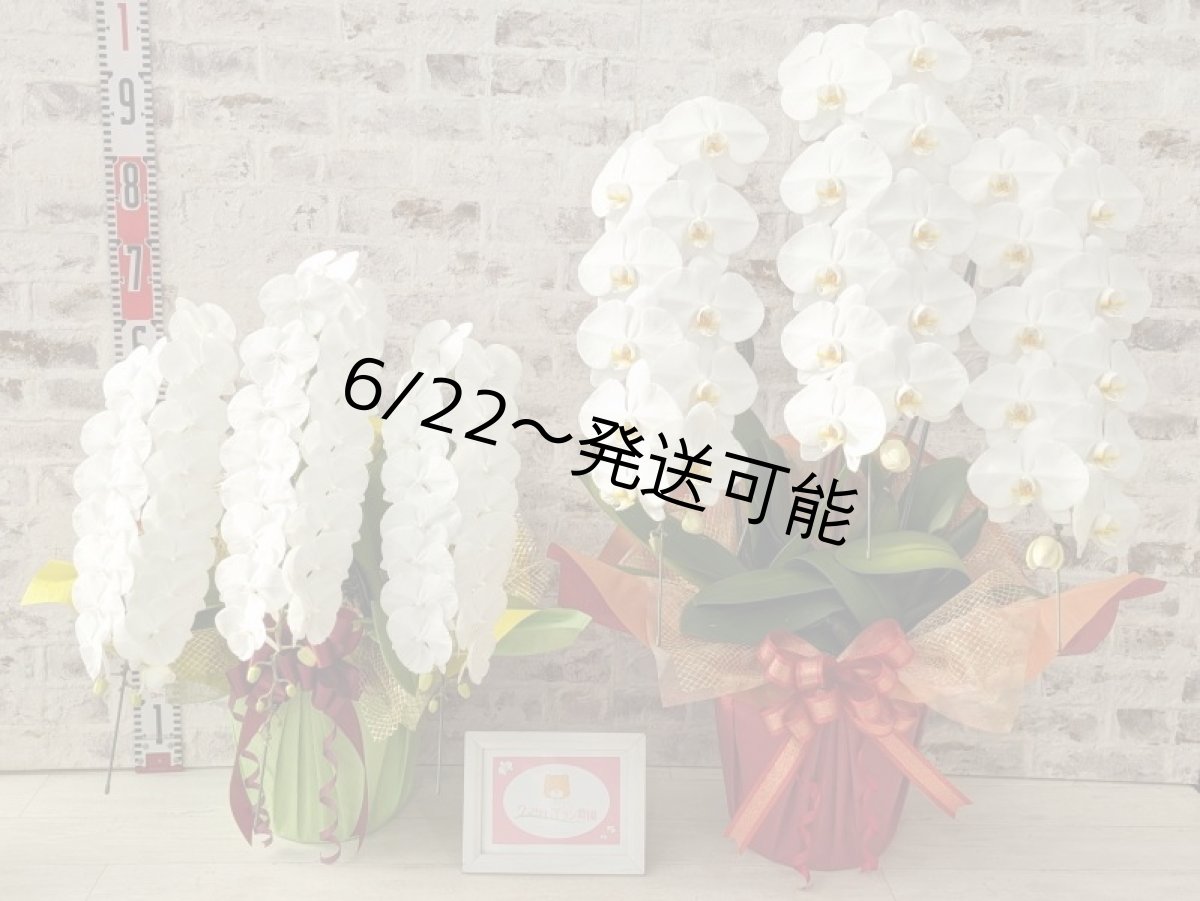 画像7: 【全国洋ラン品評会受賞品種】ミディ系ホワイト胡蝶蘭！『リトルシルキー』＊３本立＊＜７つの特典付き！＞〈約高さ７５ｃｍ、横幅５０ｃｍ、奥行き５０ｃｍ〉５５輪以上 (7)