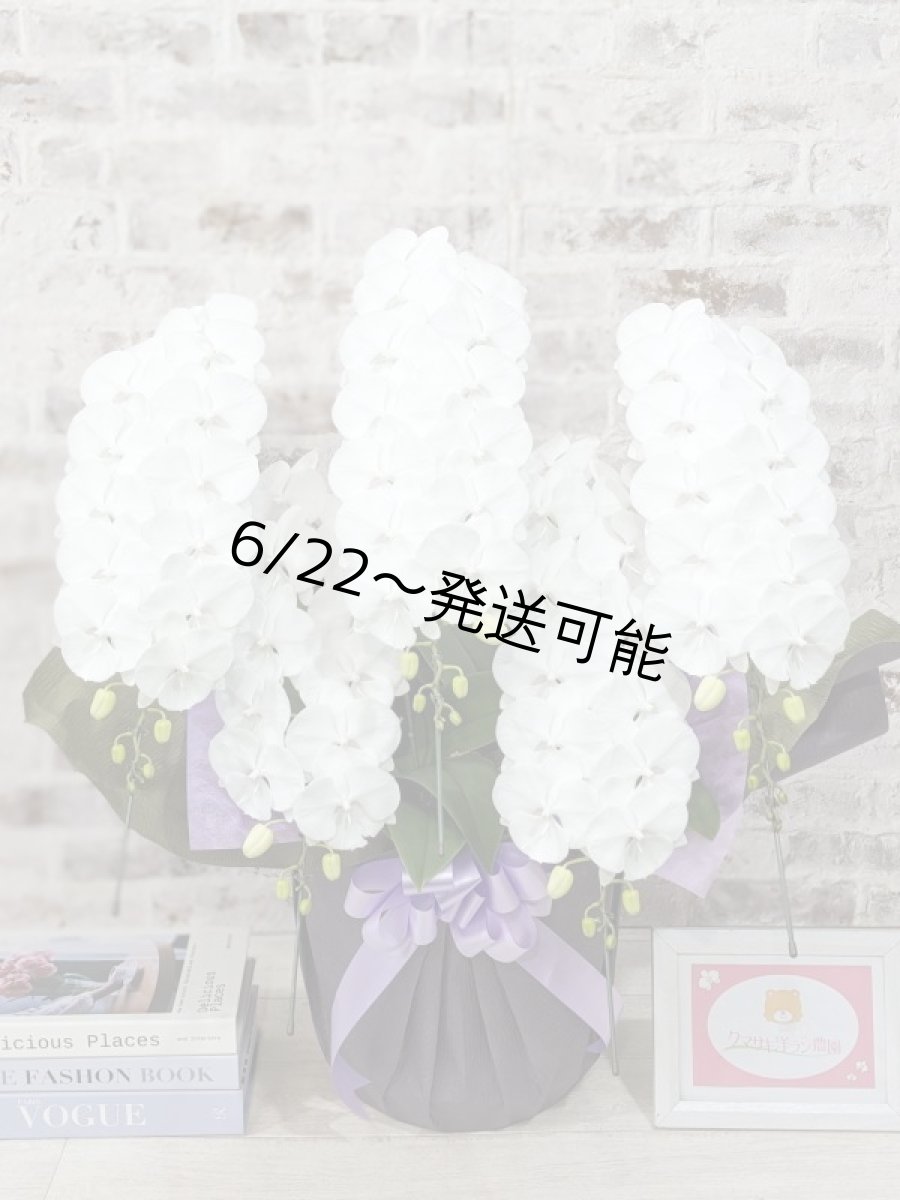 画像1: 【全国洋ラン品評会受賞品種】ミディ系ホワイト胡蝶蘭！『リトルシルキー』＊５本立＊＜７つの特典付き！＞〈約高さ８０ｃｍ、横幅６０ｃｍ、奥行き５０ｃｍ〉８０輪以上 (1)