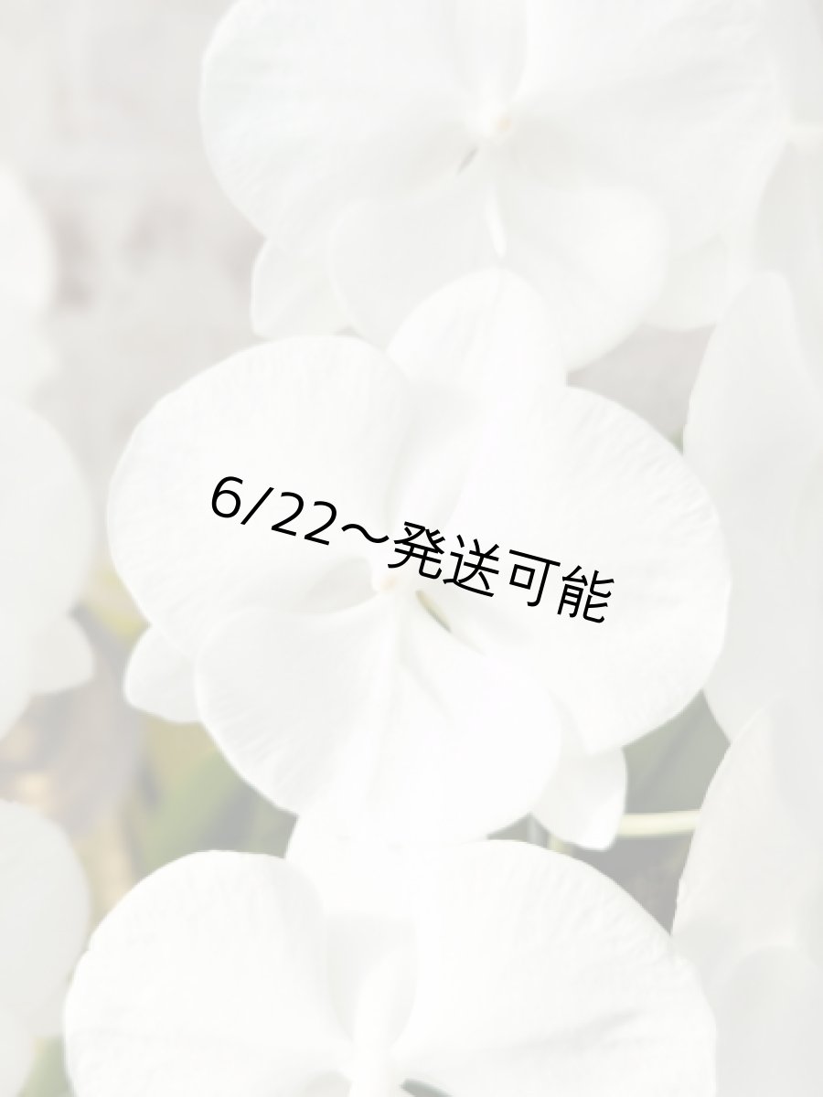 画像5: 【全国洋ラン品評会受賞品種】ミディ系ホワイト胡蝶蘭！『リトルシルキー』＊３本立＊＜７つの特典付き！＞〈約高さ７５ｃｍ、横幅５０ｃｍ、奥行き５０ｃｍ〉５５輪以上 (5)