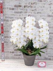 画像11: 【※大型送料3,800円】【スタンダード　鳴滝清流胡蝶蘭（なるたきせいりゅうこちょうらん）　５本立て】＊白＊（大輪）＜７つの特典付き！＞ 〈約高さ９５ｃｍ、横幅８０ｃｍ、奥行き６０ｃｍ〉56輪以上 (11)