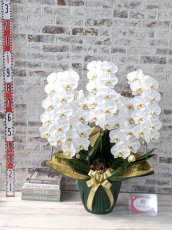 画像5: 【※大型送料3,800円】【スタンダード　鳴滝清流胡蝶蘭（なるたきせいりゅうこちょうらん）　５本立て】＊白＊（大輪）＜７つの特典付き！＞ 〈約高さ９５ｃｍ、横幅８０ｃｍ、奥行き６０ｃｍ〉56輪以上 (5)