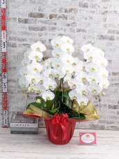 画像10: 【※大型送料3,800円】【スタンダード　鳴滝清流胡蝶蘭（なるたきせいりゅうこちょうらん）　５本立て】＊白＊（大輪）＜７つの特典付き！＞ 〈約高さ９５ｃｍ、横幅８０ｃｍ、奥行き６０ｃｍ〉56輪以上 (10)