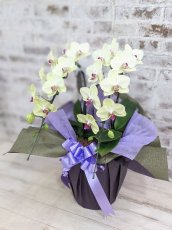 画像2: 超希少！イエロー胡蝶蘭‘日の出’　(中)　ミディサイズ(２本立)＜７つの特典付き！＞〈約高さ７０ｃｍ、横幅４０ｃｍ、奥行き４０ｃｍ〉22輪以上 (2)