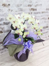 画像3: 超希少！イエロー胡蝶蘭‘日の出’　(中)　ミディサイズ(２本立)＜７つの特典付き！＞〈約高さ７０ｃｍ、横幅４０ｃｍ、奥行き４０ｃｍ〉22輪以上 (3)