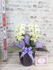 画像5: 超希少！イエロー胡蝶蘭‘日の出’　(中)　ミディサイズ(２本立)＜７つの特典付き！＞〈約高さ７０ｃｍ、横幅４０ｃｍ、奥行き４０ｃｍ〉22輪以上 (5)