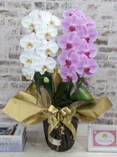 画像1: 新商品！【紅白胡蝶蘭　(こうはくこちょうらん)　２本立て】＊白・ピンク＊（大輪）＜７つの特典付き！＞〈約高さ８５ｃｍ、横幅４０ｃｍ、奥行き４０ｃｍ〉24輪以上 (1)