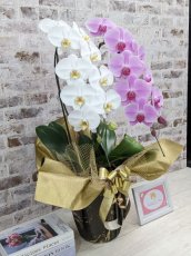 画像3: 新商品！【紅白胡蝶蘭　(こうはくこちょうらん)　２本立て】＊白・ピンク＊（大輪）＜７つの特典付き！＞〈約高さ８５ｃｍ、横幅４０ｃｍ、奥行き４０ｃｍ〉24輪以上 (3)