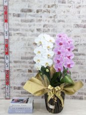 画像5: 新商品！【紅白胡蝶蘭　(こうはくこちょうらん)　２本立て】＊白・ピンク＊（大輪）＜７つの特典付き！＞〈約高さ８５ｃｍ、横幅４０ｃｍ、奥行き４０ｃｍ〉24輪以上 (5)