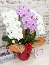 画像3: 新商品！【紅白胡蝶蘭　(こうはくこちょうらん)　３本立て】＊白・ピンク＊（大輪）＜７つの特典付き！＞〈約高さ９０ｃｍ、横幅５５ｃｍ、奥行き４０ｃｍ〉33輪以上 (3)