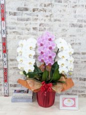 画像5: 新商品！【紅白胡蝶蘭　(こうはくこちょうらん)　３本立て】＊白・ピンク＊（大輪）＜７つの特典付き！＞〈約高さ９０ｃｍ、横幅５５ｃｍ、奥行き４０ｃｍ〉33輪以上 (5)