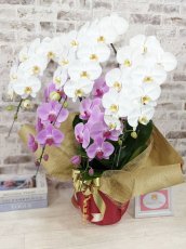 画像3: 【※大型送料3,800円】新商品！【紅白胡蝶蘭　(こうはくこちょうらん)　５本立て】＊白・ピンク＊（大輪）＜７つの特典付き！＞〈約高さ９０ｃｍ、横幅８５ｃｍ、奥行き５０ｃｍ〉55輪以上 (3)