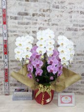 画像5: 【※大型送料3,800円】新商品！【紅白胡蝶蘭　(こうはくこちょうらん)　５本立て】＊白・ピンク＊（大輪）＜７つの特典付き！＞〈約高さ９０ｃｍ、横幅８５ｃｍ、奥行き５０ｃｍ〉55輪以上 (5)