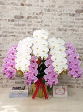 画像1: 【※超大型送料5,800円】新商品！【紅白胡蝶蘭　(こうはくこちょうらん)　７本立て】＊白・ピンク＊（大輪）＜７つの特典付き！＞〈約高さ１００ｃｍ、横幅１００ｃｍ、奥行き６０ｃｍ〉85輪以上 (1)